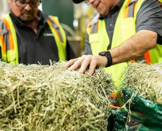 Workers inspecting bales.